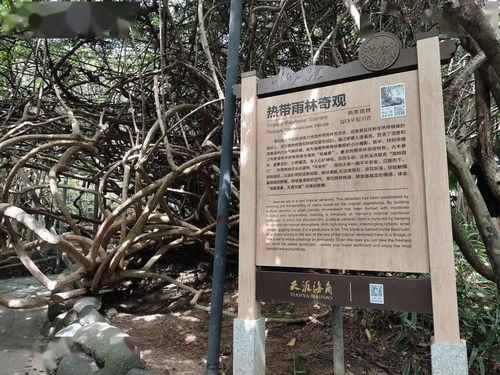 三亚农村今日头条,探寻三亚乡村新变化，共赏田园风光与乡村振兴风采