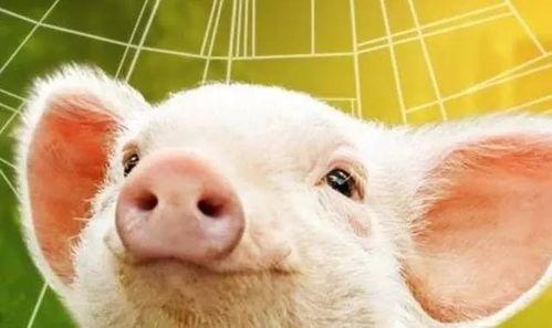 网红玩具笨笨猪怎么玩,趣味玩法大揭秘