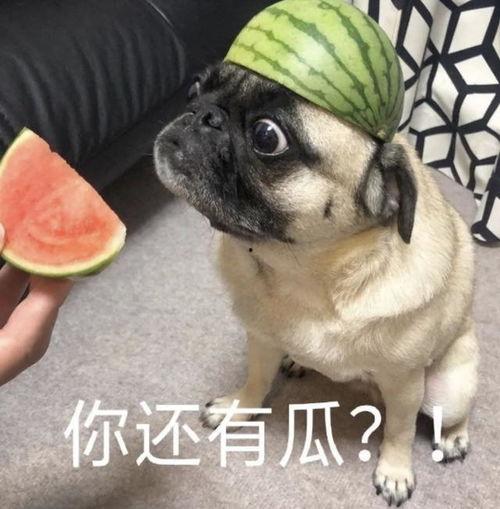 炫彩吃瓜表情包,趣味横生的网络文化新宠