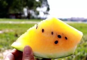 动感吃瓜小沙子图片,夏日炎炎，趣味盎然