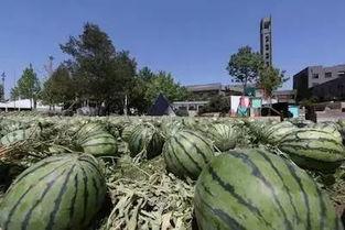 美院教室吃瓜,美院教室里的“瓜田”奇遇记