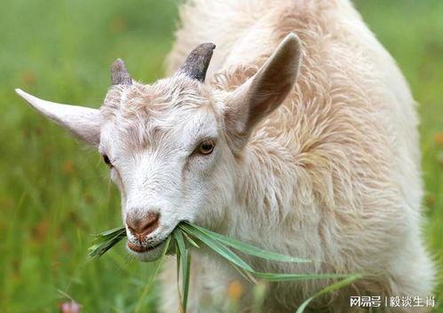 明星属羊的,揭秘属羊明星的璀璨人生