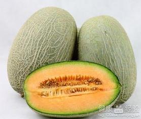 珍珠龟吃哈密瓜,哈密瓜的甜蜜邂逅