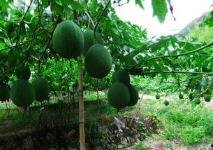 吊瓜种植怎么吃,探索吊瓜的多彩食尚之旅