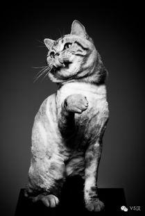 上头条的猫,上头条的萌宠传奇