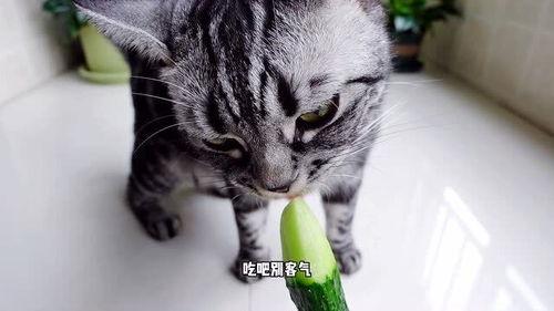 小猫可以吃刺瓜吗,猫咪饮食中的禁忌与安全指南