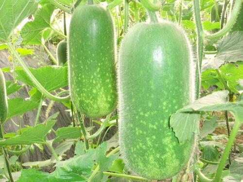 鹤壁一中吃瓜,揭秘校园里的热点话题