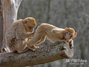 猴子的最新爆料是什么,最新爆料揭示娱乐圈惊人内幕